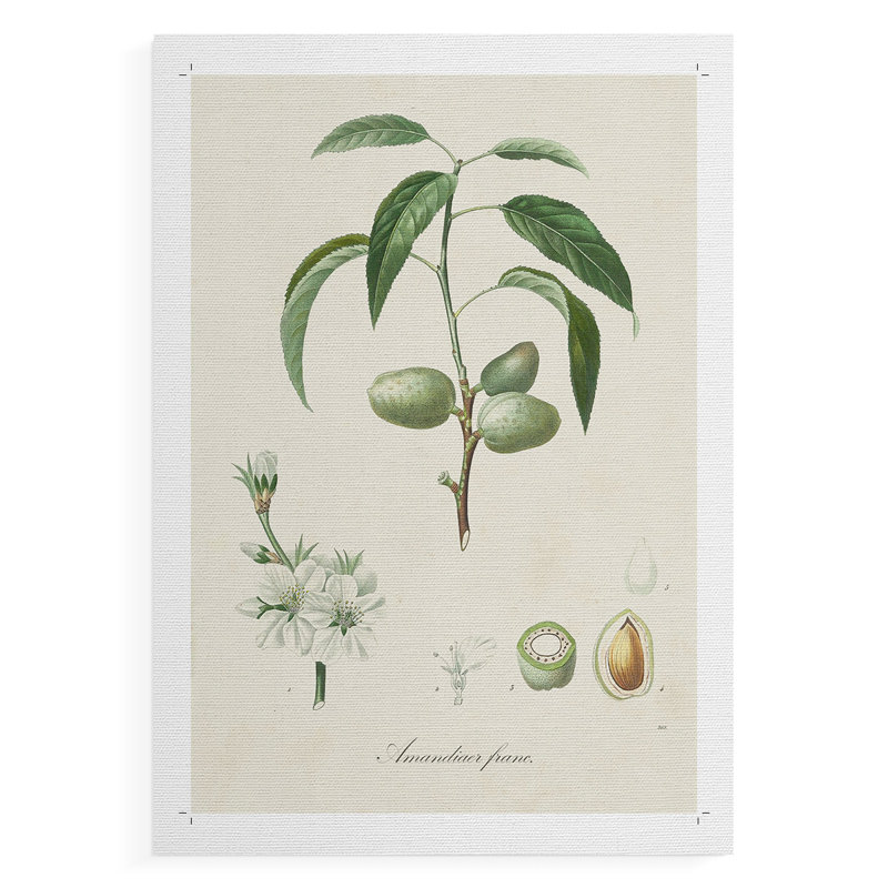 Antique Amande botanique I - reproduction de toile seulement - non encadrée, H 60 po x l 40 po