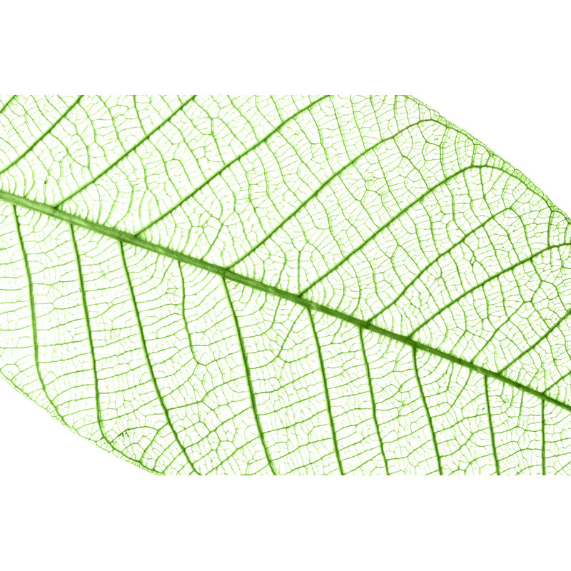 Athalee " Transparent Leaf Background " by Delpixart, 32" H x 48" W  
