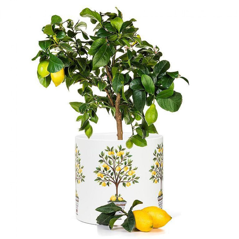 Pot à fleurs Lemon Trees