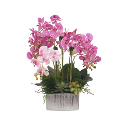 Orchid in Pot