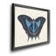 «Beautiful Butterfly III», impression sur toile encadrée-1317696984-1317696985