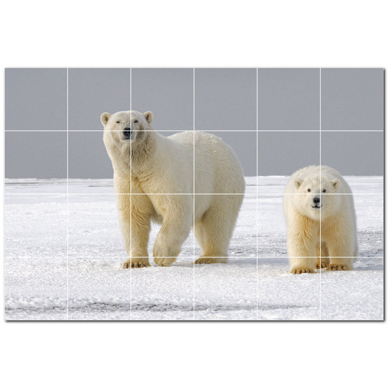 Photo d'ours 8 po x 8 po