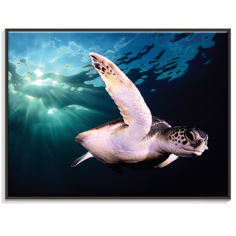 Print on Canvas, Black, 76cm H x 102cm W