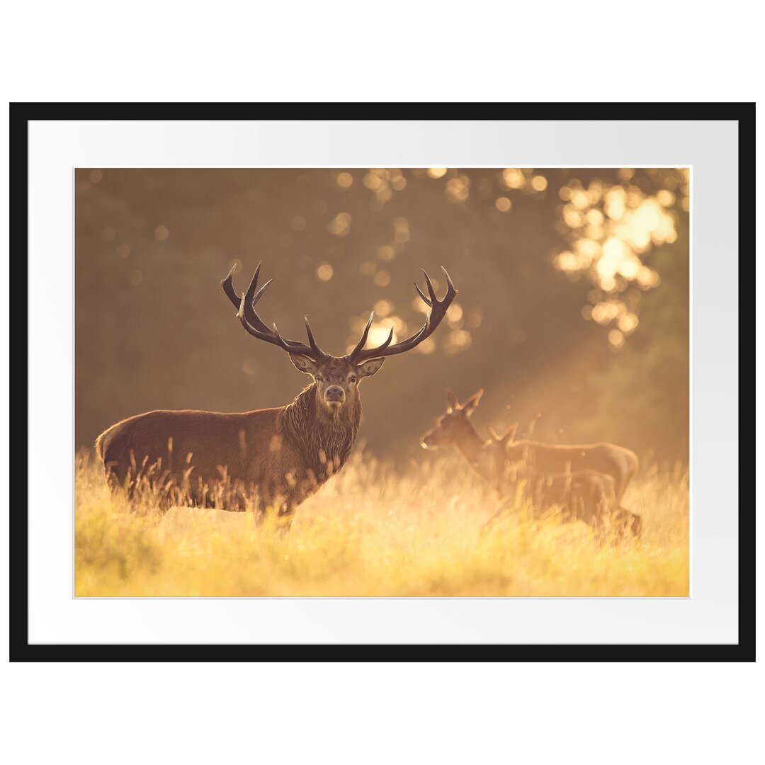 Gerahmtes Papierbild Rotwild im Goldenen Morgenlicht