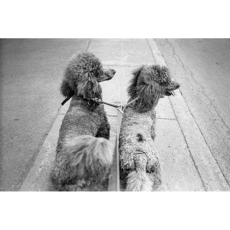 Higginson Two Poodles One Leash by Jonah_M - Wrapped Canvas Print, 30cm H x 46cm W x 3.8cm D