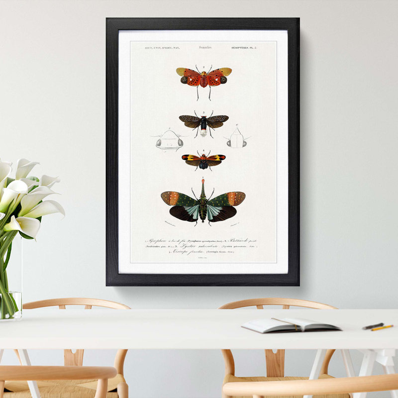 Moth Illustrations Pl.5 by Charles d' Orbigny - Picture Frame Painting Print, 36cm H x 27cm W x 2cm D, Black Framed