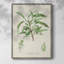 Antique Ammond Botanical III, reproduction encadrée - bois massif