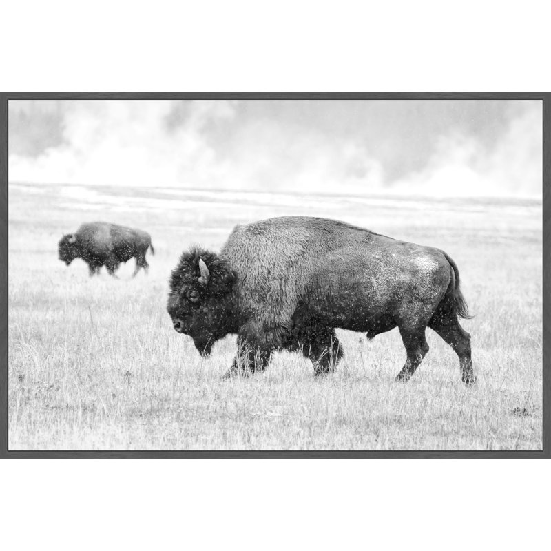 'Buffalo Pair' Floater Framed Print on Canvas, 12" H x 18" W x 1.5" D