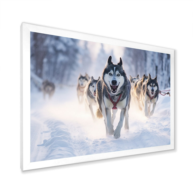 «Alaska Dog Sledding II», reproduction sur toile, H 34 po x l 44 po x P 1,5 po, Cadre photo blanc