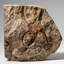Étoile fossile véritable Ophiuroidea (2,35 lb)