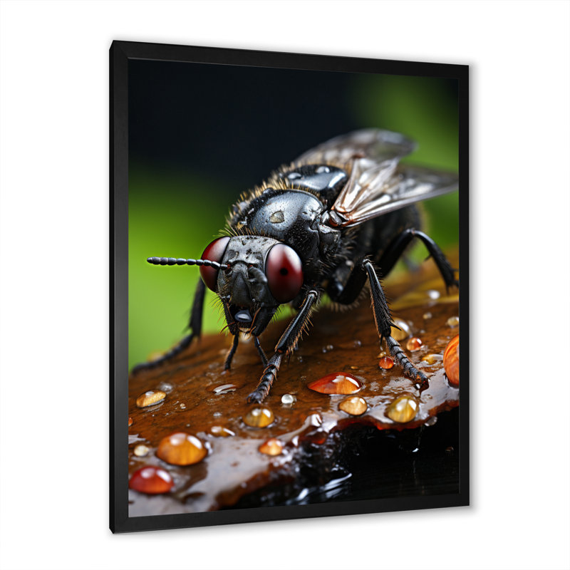 Insectes insectes, portrait I - animaux, décoration murale, Cadre photo noir, H 20 po x l 12 po x P 1 po