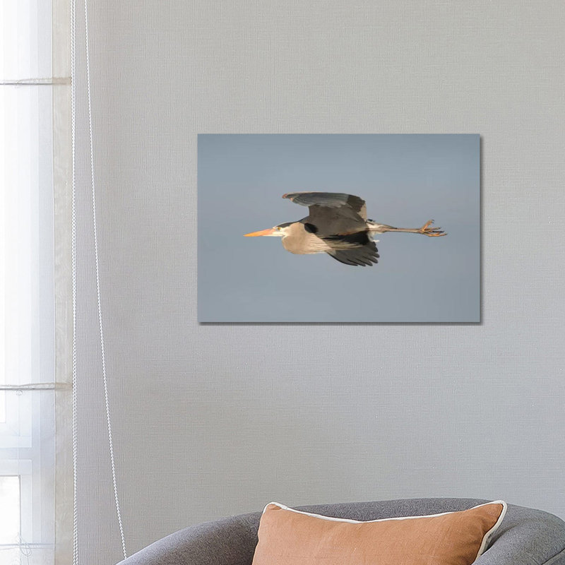 Great Blue Heron Flying, Kensington Metropark, Milford, Michigan by Steve Gettle - Wrapped Canvas Print