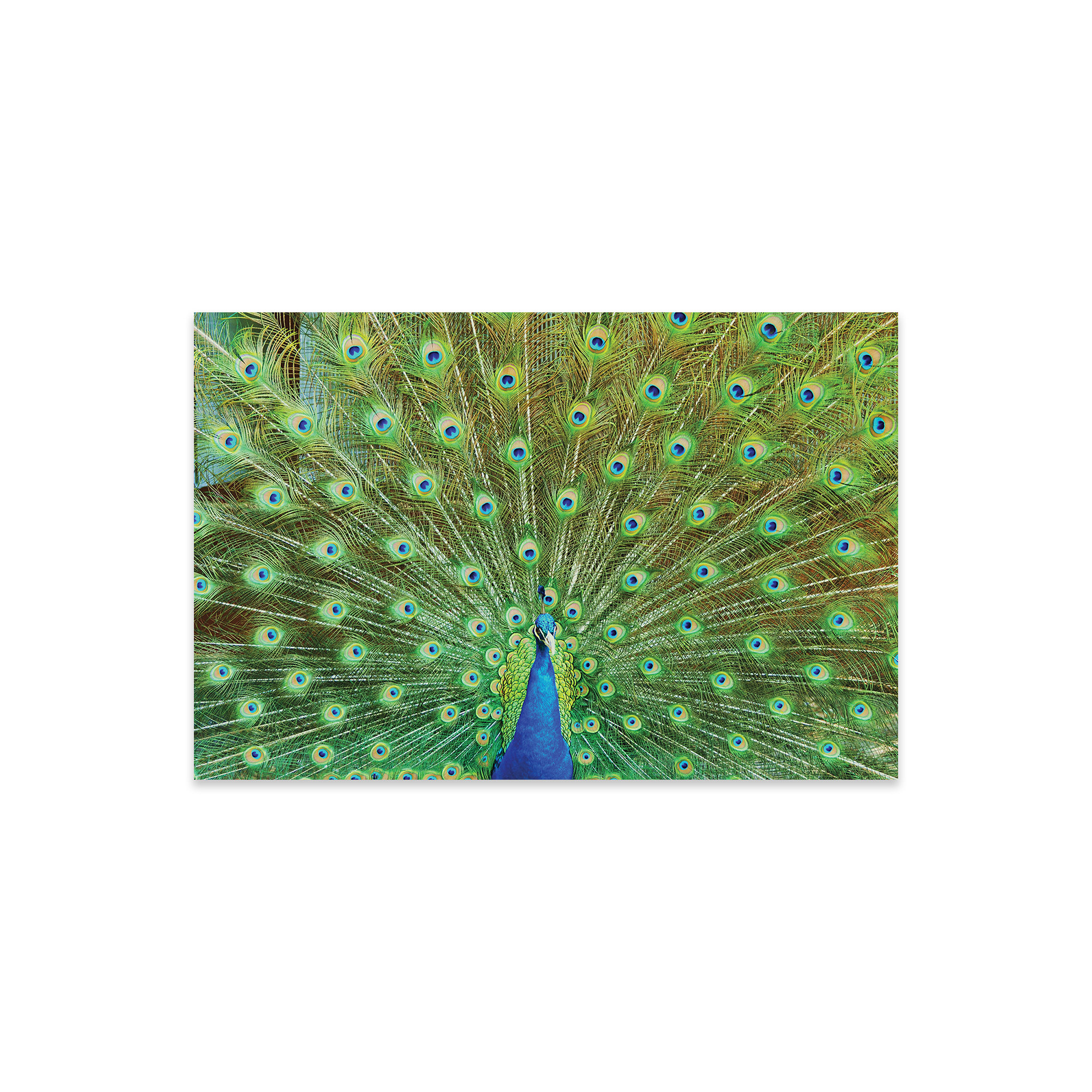 Dakota Fields Peacock Plumage XVI On Plastic / Acrylic by Michael ...