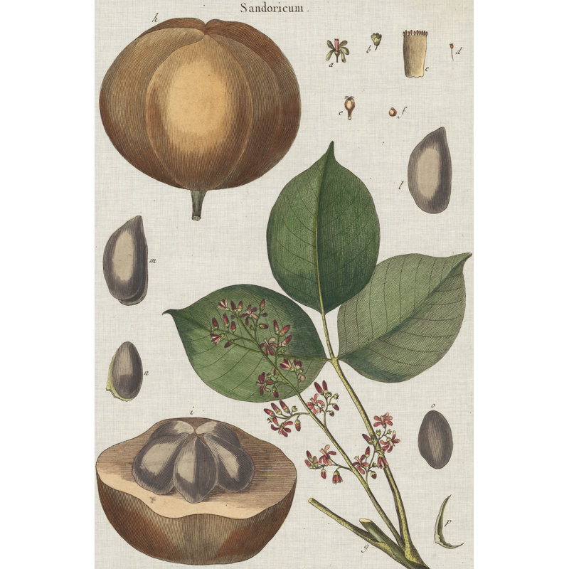 Exotic Botanique III - Graphic Art, 122 cm H x 81 cm W, Wrapped Canvas