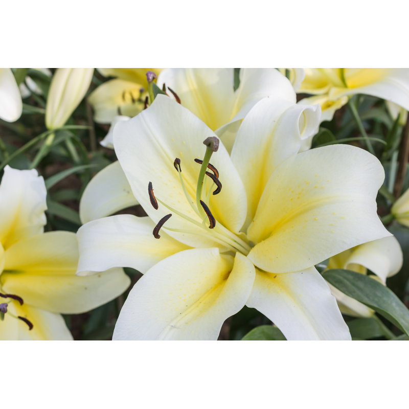 Lilly - photographie sur toile tendue, H 8 po x l 12 po