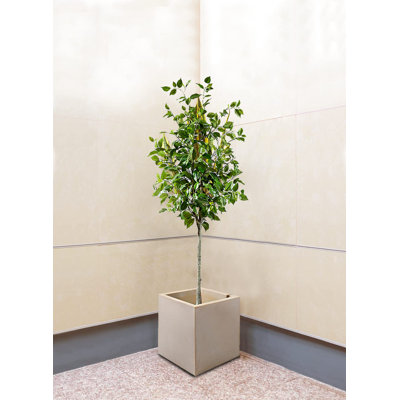 Compton Planter Box