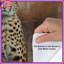 Guépard sur fond texturé Housses de couette-123335223