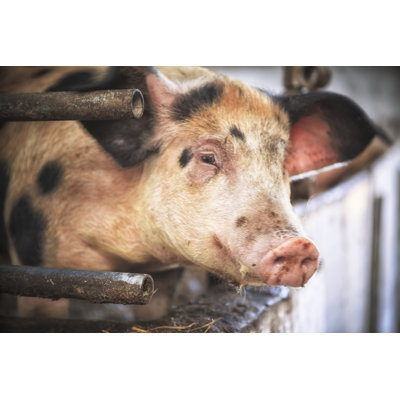 Baby Pig by T-Lorien