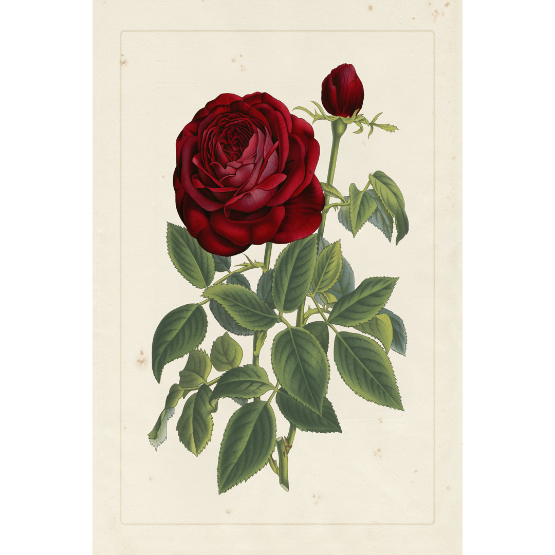 Leinwandbild Von Houtteano Rose II