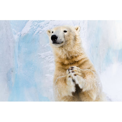 " Polar Bear Clapping " by Peterkirillov