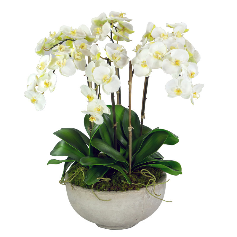 Orchids In A Bowl