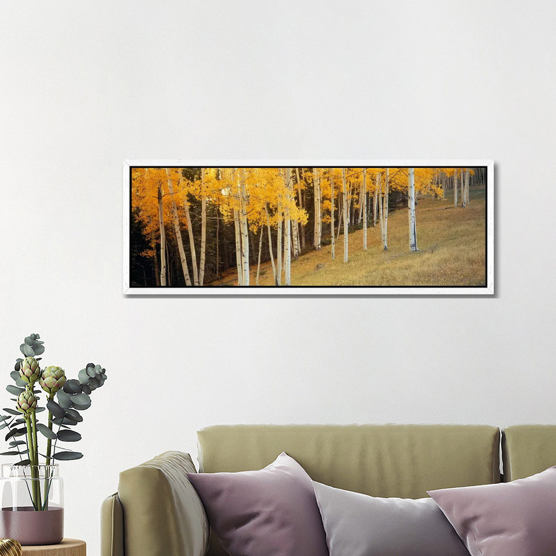 Aspen Trees In A Field, Ouray County, Colorado, USA von Panoramic Images - Gallery-Wrapped Canvas Giclée