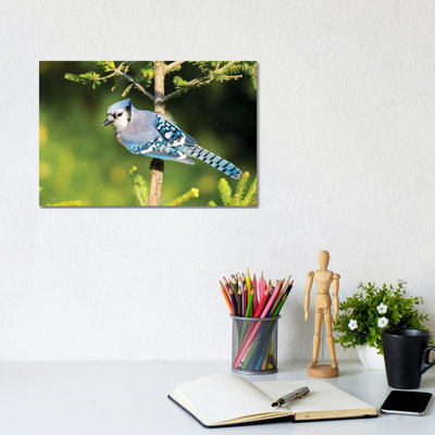 Blue Jay (Cyanocitta Cristata) In Spruce Tree. Marion County, Illinois. by Richard & Susan Day - Wrapped Canvas Gallery-Wrapped Canvas Giclée