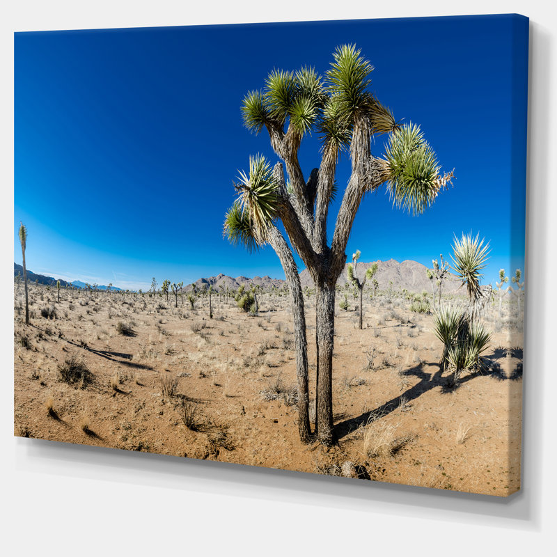 «Joshua Tree in Open Desert», reproduction de photo sur toile tendue, H 20 po x l 20 po x P 1 po, Toile tendue