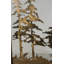 Tall 3 Panel Fireplace Screen
