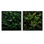 Tropical Robusta Palm Rhythms - Ensemble de 2 collages floraux carrés-1356421664-1356421677
