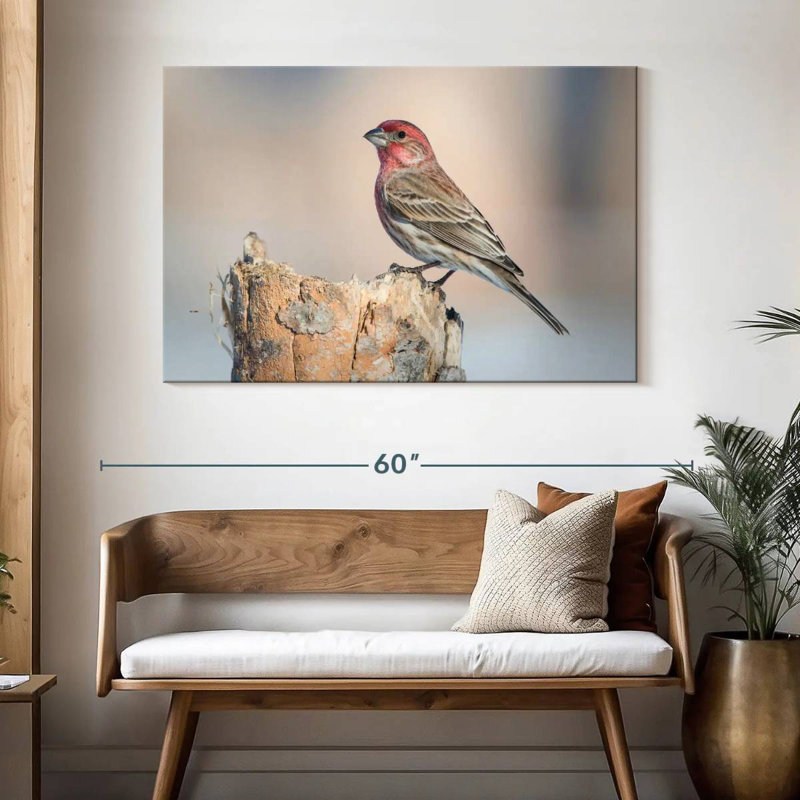 Oiseau pinson Crowle House