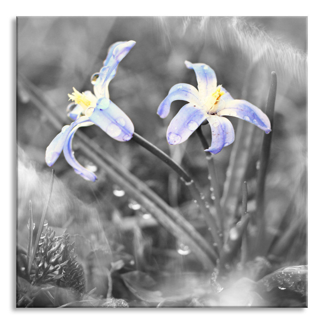 Glasbild "Schöne Kleine Waldblume"