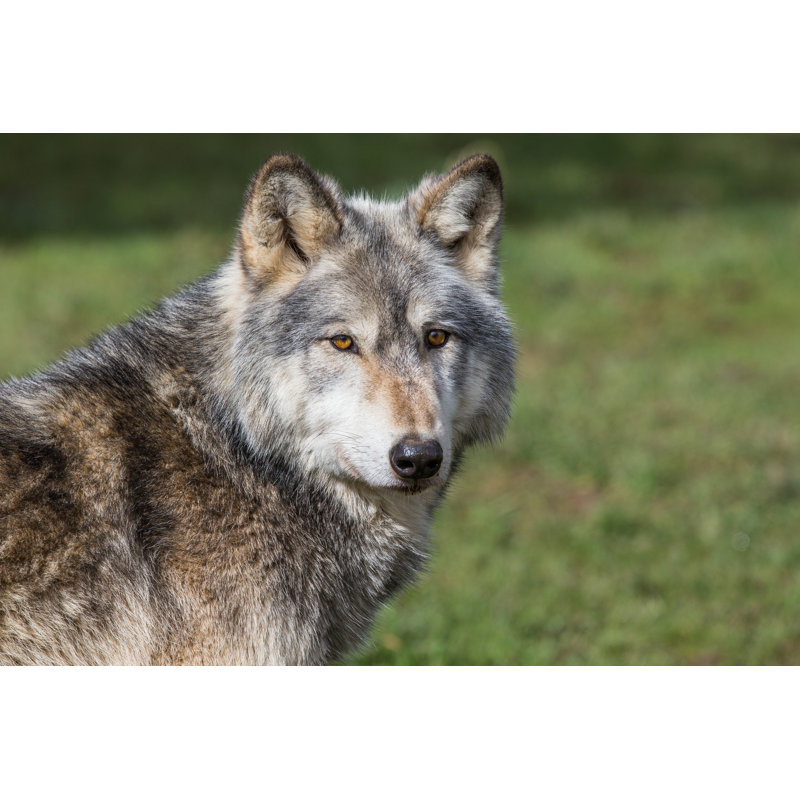 Wolf - Wrapped Canvas Print, 30cm H x 46cm W