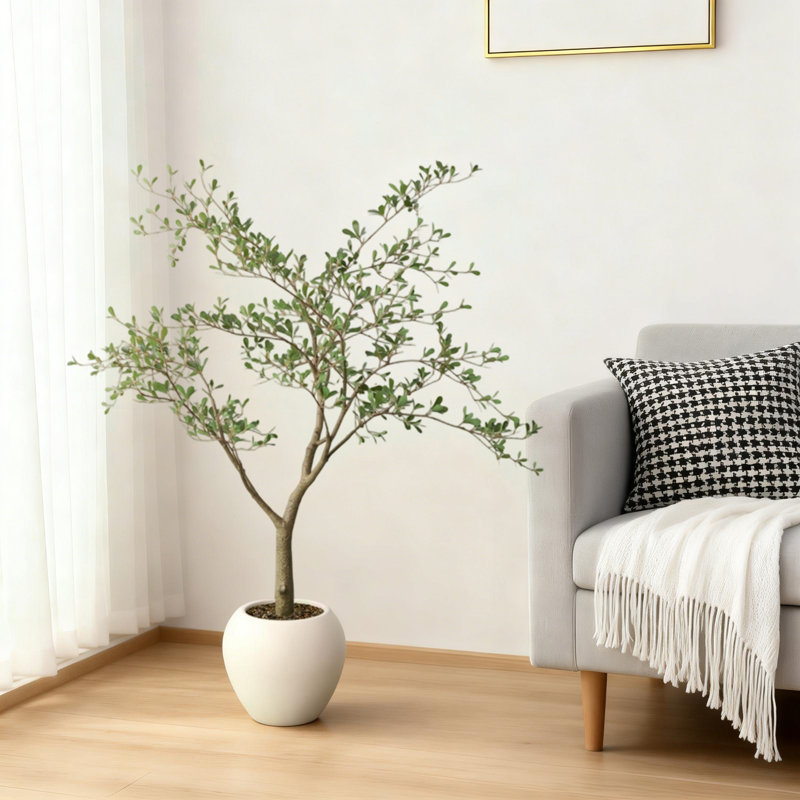 150cm Plant