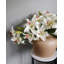 Lys prune 37,5 po Stargazer-606907633-606907635