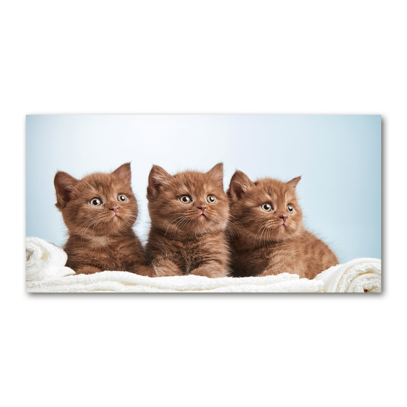 Kitties on a Towel 1 Piece Wrapped Canvas Wall Art