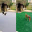 Gazon artificiel pour animaux de compagnie-93746911-93746909