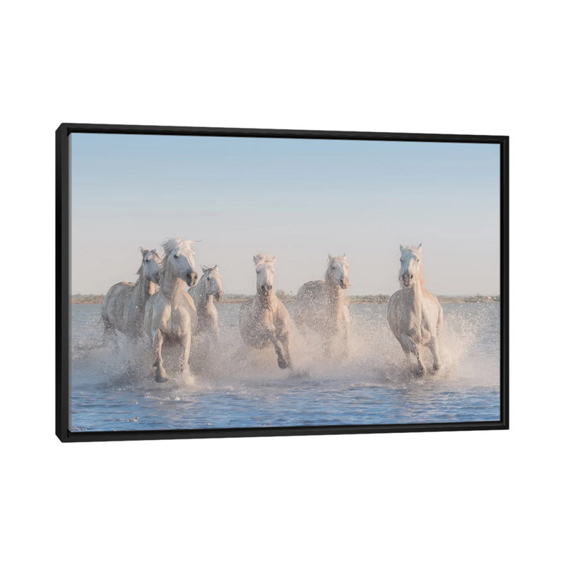 White Angels Of Camargue II by Daniel Kordan - Print on Canvas, 101.6 cm H x 66.04 cm W, Black Framed