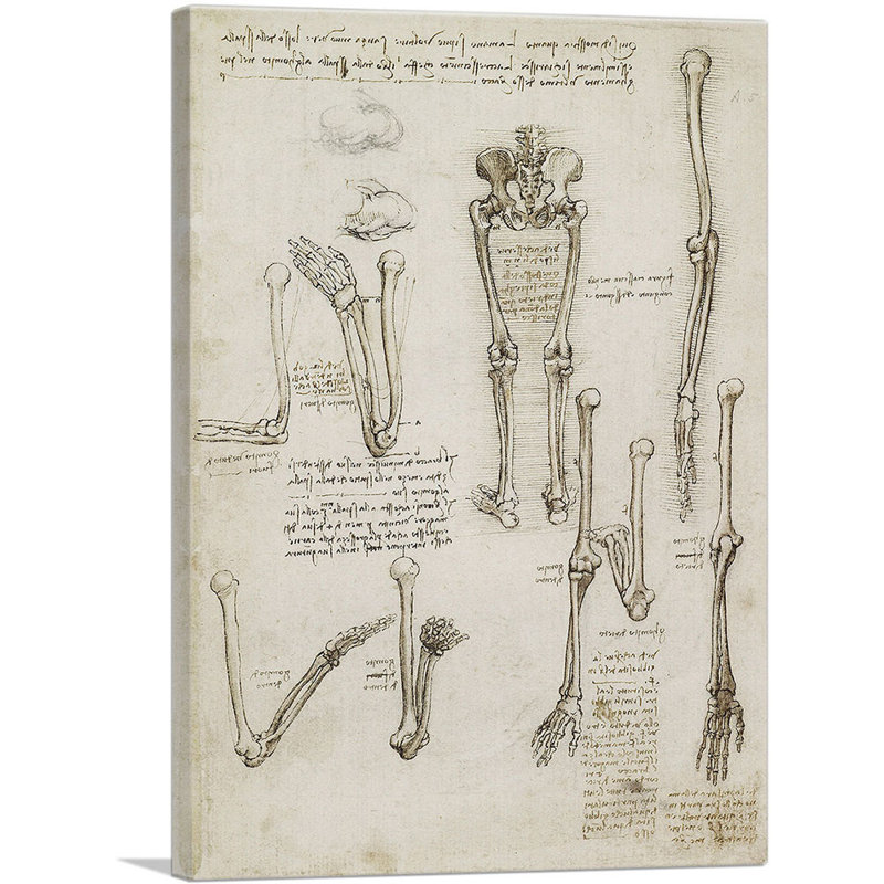 Études sur les os du bras et des jambes du corps humain par Leonardo Da Vinci - reproduction d'art sur toile tendue