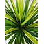 68cm Pineapple Tree in Pot