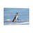 Magellanic Penguin, Falkland Islands. by Martin Zwick - Wrapped Canvas Photograph-1257234489