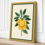 Lemon Study Botanical - Wrapped Canvas-176366576-176366583