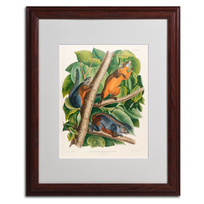 «Red-Bellied Squirrel» par John James Audubon - reproduction d'art sur toile