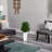 Sweet Grass Plant in White Planter