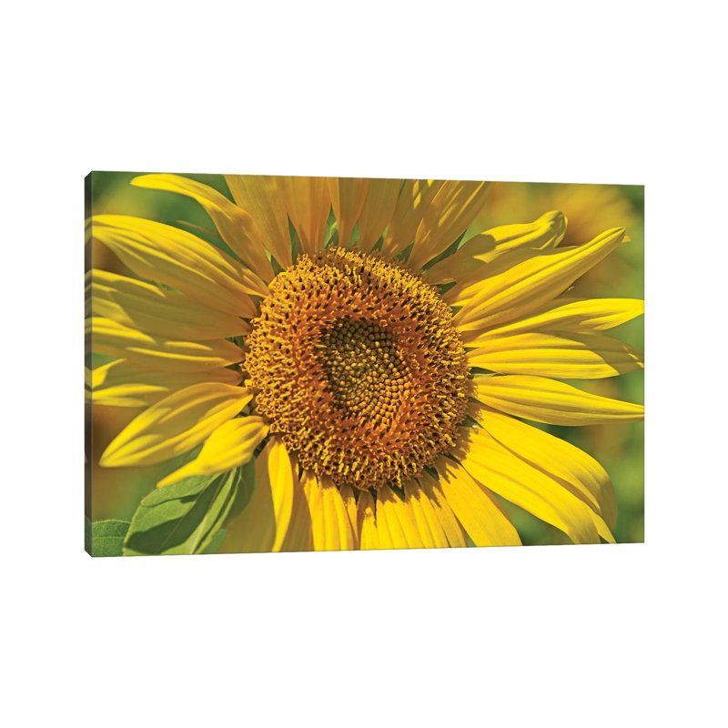 Golden Sunflower by Brian Wolf - Wrapped Canvas Rectangle Print, 20.32 cm H x 30.48 cm W