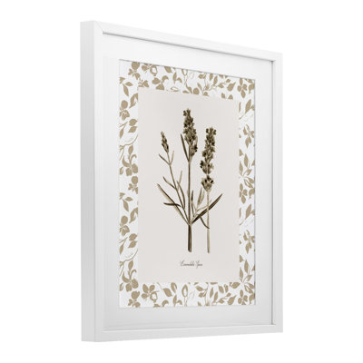 «Neutral Imperial Herb Study», reproduction sous verre encadrée, design par Kelly Donovan