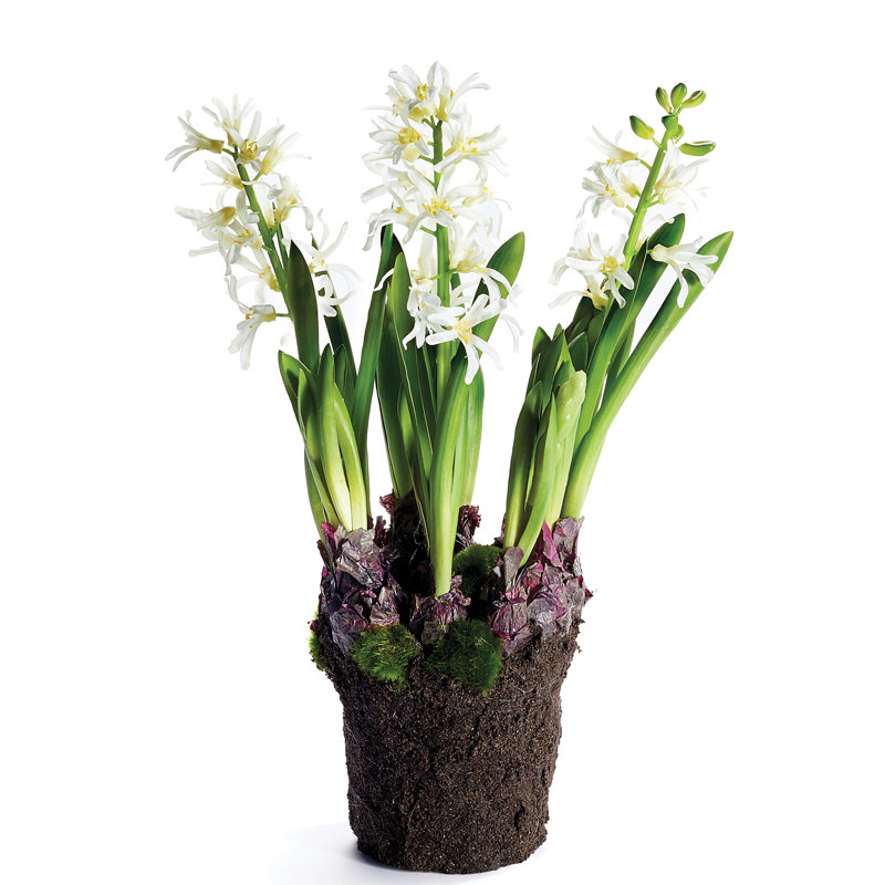 Plante florale à insertion jacinthe, Blanc