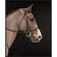 Mustang Muse 1 Print by Studio L57 Narrative-581106072