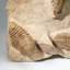 Genuine Cluster Trilobite (Ptychopariida) Fossil On Matrix