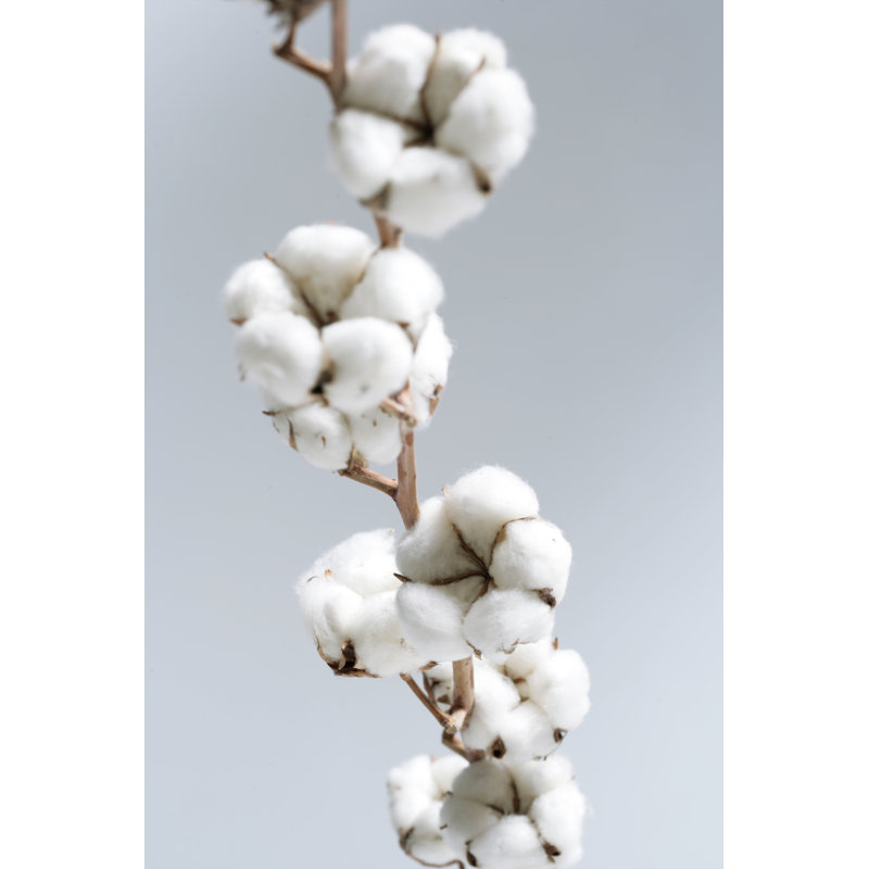 Coton - Photographie sur toile tendue, L 12 po x H 18 po